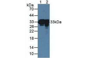 Figure. (Surfactant Protein A1 Antikörper  (AA 21-248))