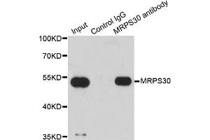 Immunoprecipitation analysis of 200 μg extracts of HepG2 cells using 1 μg MRPS30 antibody (ABIN5973453). (MRPS30 Antikörper)