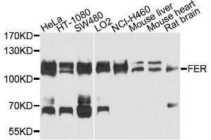 Western blot analysis of extracts of various cell lines, using FER antibody (ABIN5996270) at 1/1000 dilution. (FER Antikörper)