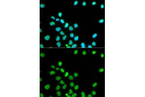 Immunofluorescence analysis of HeLa cells using Lamin A/C antibody.
