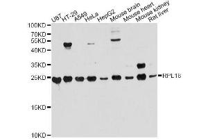 Western blot analysis of extracts of various cell lines, using RPL18 antibody. (RPL18 Antikörper  (AA 1-188))