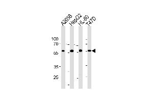 GRN Antibody (C-term) (ABIN1881391 and ABIN2843390) western blot analysis in ,HepG2,HL-60,T47D cell line lysates (35 μg/lane). (Granulin Antikörper  (C-Term))