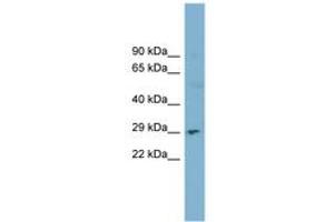 Image no. 1 for anti-Deoxyribonuclease I (DNASE1) (AA 71-120) antibody (ABIN6743430) (DNASE1 Antikörper  (AA 71-120))