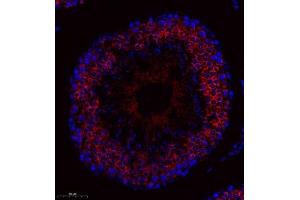 Immunofluorescence of paraffin embedded rat testis using ctmp (ABIN7075880) at dilution of 1:200 (300x lens) (THEM4 Antikörper)