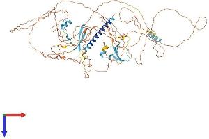 C1orf103 Protein (AA 1-769) (His tag)