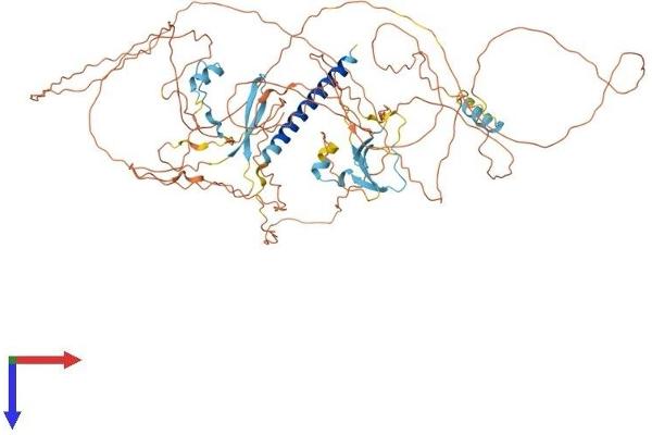 C1orf103 Protein (AA 1-769) (His tag)