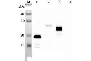 Western blot analysis using anti-IL-33 (human), mAb (IL33026B)  at 1:2'000 dilution. (IL-33 Antikörper)