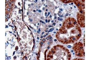 DARC polyclonal antibody  (3 ug/mL) staining of paraffin embedded human kidney. (DARC Antikörper)