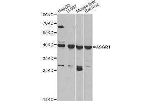 Western blot analysis of extracts of various cell lines, using ASGR1 antibody (ABIN5975060) at 1/1000 dilution. (Asialoglycoprotein Receptor 1 Antikörper)
