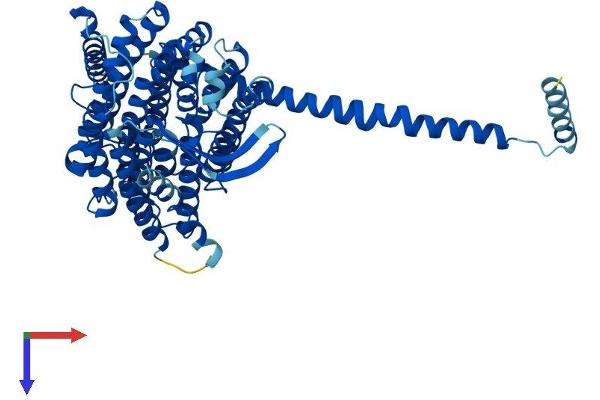 MT-ND5 Protein (AA 1-603) (His tag)