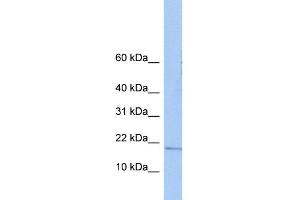 Western Blotting (WB) image for anti-Zinc Finger, HIT-Type Containing 3 (ZNHIT3) (N-Term) antibody (ABIN2784208)