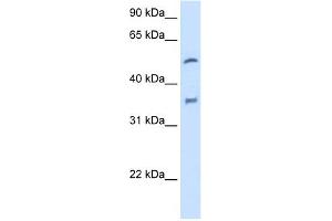 WB Suggested Anti-CYP2D6 Antibody Titration:  2.
