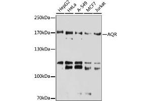 Western blot analysis of extracts of various cell lines, using AQR antibody (ABIN6133411, ABIN6137057, ABIN6137058 and ABIN6221662) at 1:3000 dilution. (AQR Antikörper  (AA 400-700))