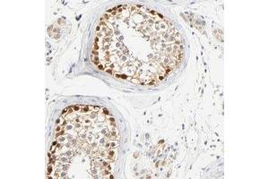Immunohistochemical staining of human testis with ASB9 polyclonal antibody  shows strong nuclear and moderate cytoplasmic positivity in cells in seminiferus ducts at 1:200-1:500 dilution. (ASB9 Antikörper)