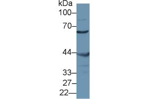 Western Blot; Sample: Mouse Testis lysate; ;Primary Ab: 1µg/ml Rabbit Anti-Mouse MSTO1 Antibody;Second Ab: 0. (MSTO1 Antikörper  (AA 13-363))
