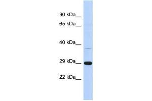 Western Blotting (WB) image for anti-Chromosome 1 Open Reading Frame 74 (C1ORF74) antibody (ABIN2459613) (C1ORF74 Antikörper)