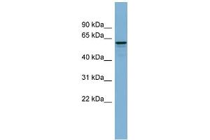 WB Suggested Anti-DCTN4 Antibody Titration: 0.
