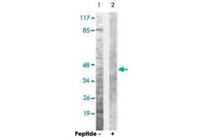 Western blot analysis of extracts from COS-7 cells, using OPRD1 polyclonal antibody . (OPRD1 Antikörper  (Ser363))