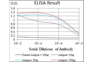 Red: Control Antigen (100ng) ; Purple: Antigen (10ng) ; Green: Antigen (50ng) ; Blue: Antigen (100ng). (Paired Box 3 Antikörper  (AA 142-203))