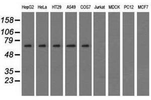 Image no. 2 for anti-Sorting Nexin 9 (SNX9) antibody (ABIN1501050) (SNX9 Antikörper)