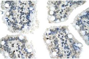 Immunohistochemical staining (Formalin-fixed paraffin-embedded sections) of human intestine with GIPC2 polyclonal antibody  at 4-8 ug/mL working concentration. (GIPC2 Antikörper  (N-Term))