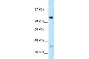 Western Blotting (WB) image for anti-DC-STAMP Domain Containing 1 (DCST1) antibody (ABIN2462694) (DCST1 Antikörper)