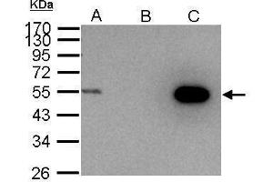 Immunoprecipitation (IP) image for anti-Cyclin A2 (CCNA2) antibody (ABIN2855543)