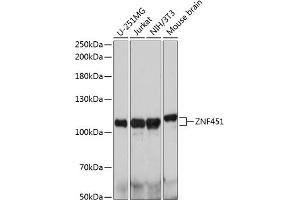 Western blot analysis of extracts of various cell lines, using ZNF451 antibody (ABIN7271489) at 1:1000 dilution. (ZNF451 Antikörper  (AA 600-900))