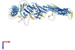 CADPS Protein (AA 1-1355) (His tag)