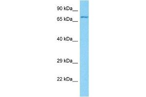 Host:  Rabbit  Target Name:  GP1BA  Sample Tissue:  Human 786-0 Whole Cell  Antibody Dilution:  1ug/ml