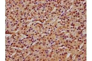 IHC image of ABIN7151301 diluted at 1:600 and staining in paraffin-embedded human adrenal gland tissue performed on a Leica BondTM system. (Zinc Finger Protein 650 (ZNF650) (AA 960-1113) Antikörper)