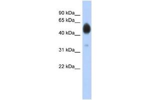 WB Suggested Anti-ARSA Antibody Titration: 0. (Arylsulfatase A Antikörper  (N-Term))
