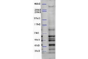 ABIN2560761 (5µg/ml) staining of Mouse Brain lysate (35µg protein in RIPA buffer). (WDFY3 Antikörper  (Internal Region))