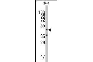 Western blot analysis of anti-NARS2 Antibody (C-term) (ABIN391847 and ABIN2841682) in Hela cell line lysates (35 μg/lane). (NARS2 Antikörper  (C-Term))