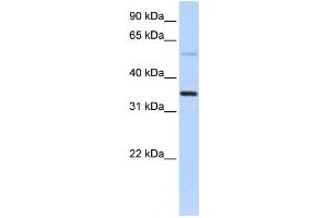 Western Blotting (WB) image for anti-Ankyrin Repeat Domain 9 (ANKRD9) antibody (ABIN2459592) (ANKRD9 Antikörper)