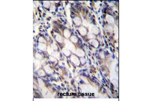 FNDC7 Antibody (C-term) (ABIN656212 and ABIN2845530) immunohistochemistry analysis in formalin fixed and paraffin embedded human rectum tissue followed by peroxidase conjugation of the secondary antibody and DAB staining. (FNDC7 Antikörper  (C-Term))