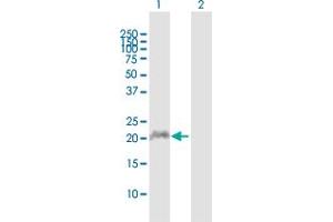 Western Blot analysis of APOBEC3C expression in transfected 293T cell line by APOBEC3C MaxPab polyclonal antibody. (APOBEC3C Antikörper  (AA 1-190))