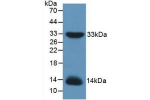 Western blot analysis of recombinant Mouse IRS1. (IRS1 Antikörper  (AA 837-1089))
