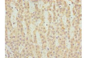Immunohistochemistry of paraffin-embedded human adrenal gland tissue using ABIN7153239 at dilution of 1:100 (FAHD2A Antikörper  (AA 4-314))