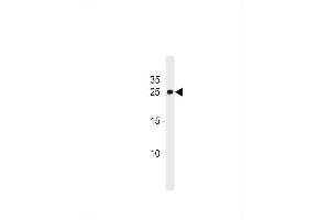 DANRE ywhag1 Antibody (Center) Azb10022c western blot analysis in zebra fish brain tissue lysates (35 μg/lane). (14-3-3 gamma Antikörper  (AA 137-162))