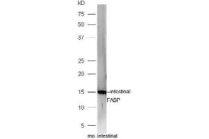 Mouse intestinal lysates probed with Rabbit Anti-FABP2 Polyclonal Antibody, Unconjugated  at 1:5000 for 90 min at 37˚C. (FABP2 Antikörper  (AA 45-132))