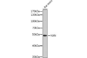 Western blot analysis of extracts of Rat testis, using NXN Rabbit pAb (ABIN7269054) at 1:3000 dilution. (NXN Antikörper  (AA 100-280))