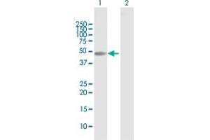 Western Blot analysis of MOCS3 expression in transfected 293T cell line by MOCS3 MaxPab polyclonal antibody. (MOCS3 Antikörper  (AA 1-460))