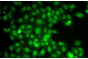 Immunofluorescence analysis of A549 cells using TRAF4 Polyclonal Antibody (TRAF4 Antikörper)