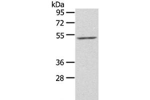Western Blot analysis of NIH/3T3 cell using ZFP36L2 Polyclonal Antibody at dilution of 1:550 (ZFP36L2 Antikörper)