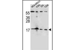 FGF22 Antibody (N-term) (ABIN656125 and ABIN2845466) western blot analysis in MDA-M,K562,293,CEM cell line lysates (35 μg/lane). (FGF22 Antikörper  (N-Term))