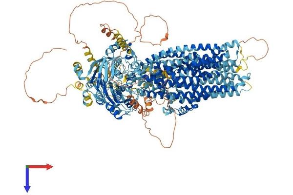 CFTR Protein (AA 1-1480) (His tag)