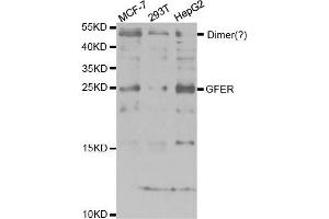 Western Blotting (WB) image for anti-Growth Factor, Augmenter of Liver Regeneration (GFER) antibody (ABIN1876651) (GFER Antikörper)