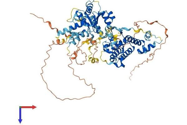 RAD17 Protein (RAD17) (AA 1-681) (His tag)