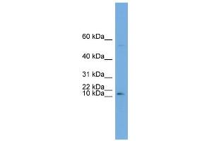 ATP6V0C Antikörper  (Middle Region)